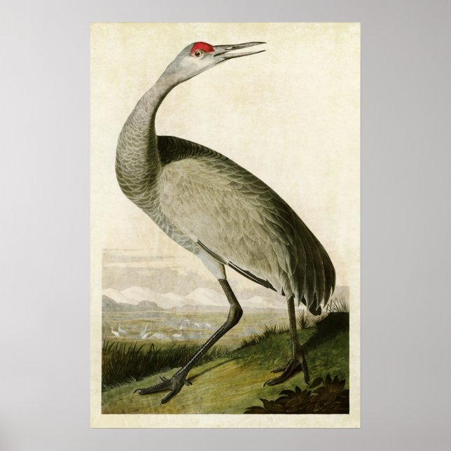 Póster Placa 261 | Grua-de-bico | Aves da América (Frente)