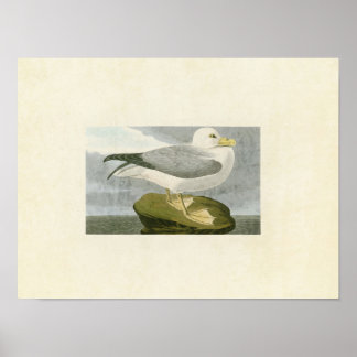 Poster Placa 264 | Fulmar Petrel | Aves da América