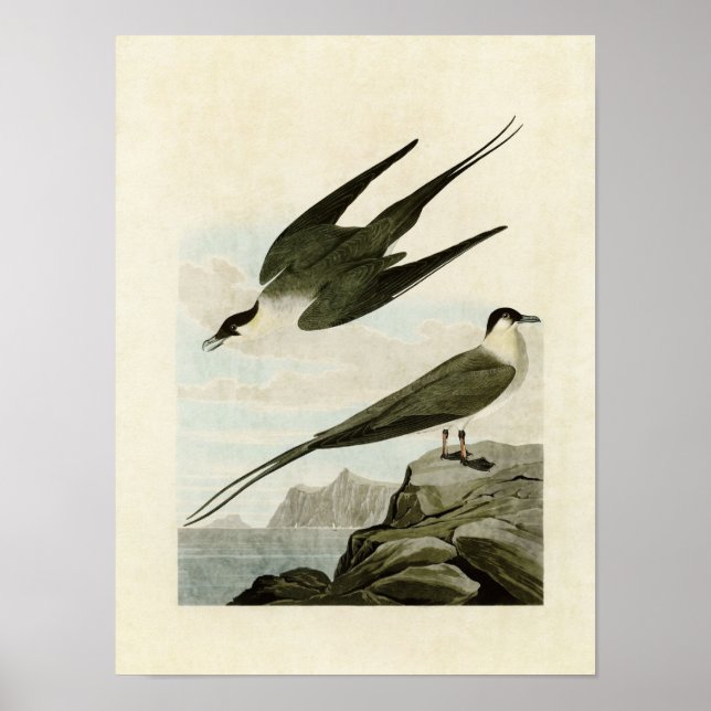 Poster Placa 267 | Árctico Jaeger | Aves da América (Frente)