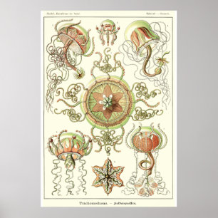 Póster Placa 26 Trachomedusa