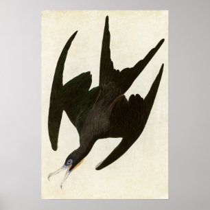 Poster Placa 271 Frigate Pelican Aves da América