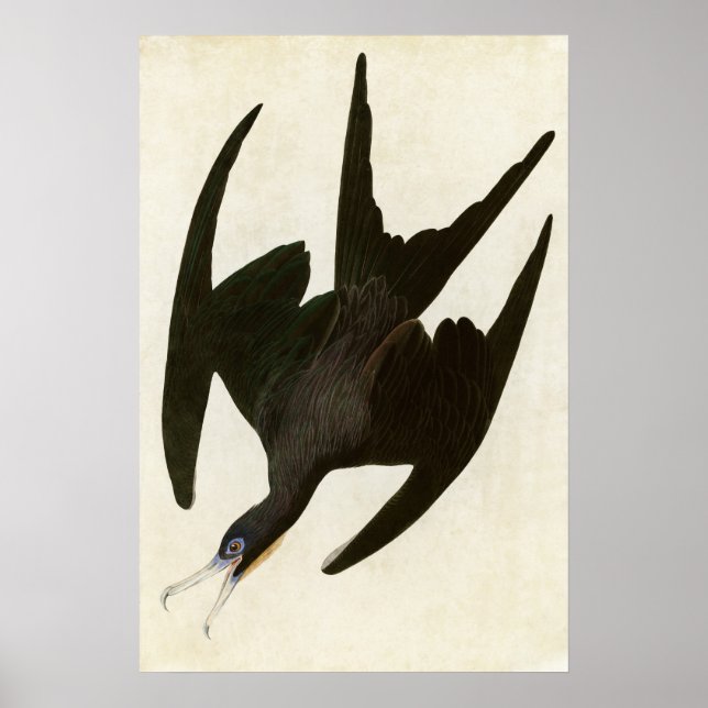 Poster Placa 271 | Frigate Pelican | Aves da América (Frente)