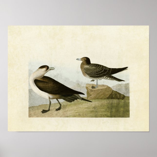Poster Placa 272 | Richardson's Jaeger | Aves da América (Frente)