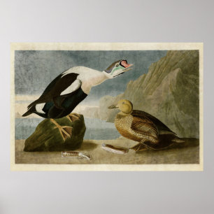 Poster Placa 276   King Duck   Aves da América