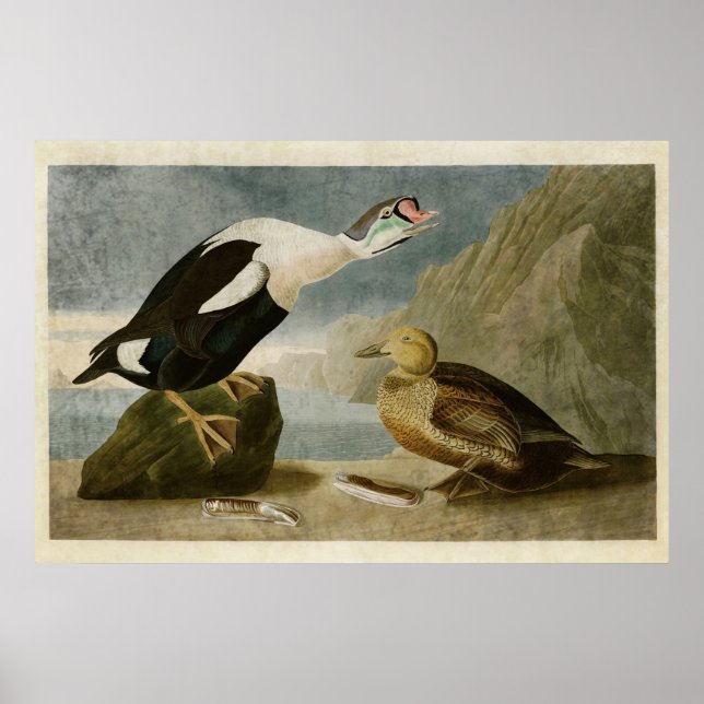 Poster Placa 276 | King Duck | Aves da América (Frente)