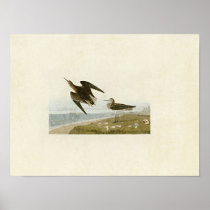 Poster Placa 278 Sandpiper de Schinz Aves da América