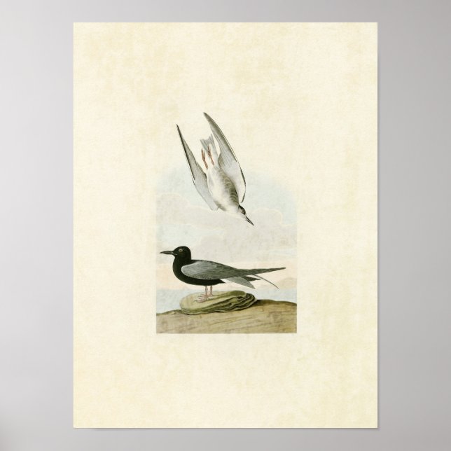 Póster Placa 280 | Black Tern | Aves da América (Frente)
