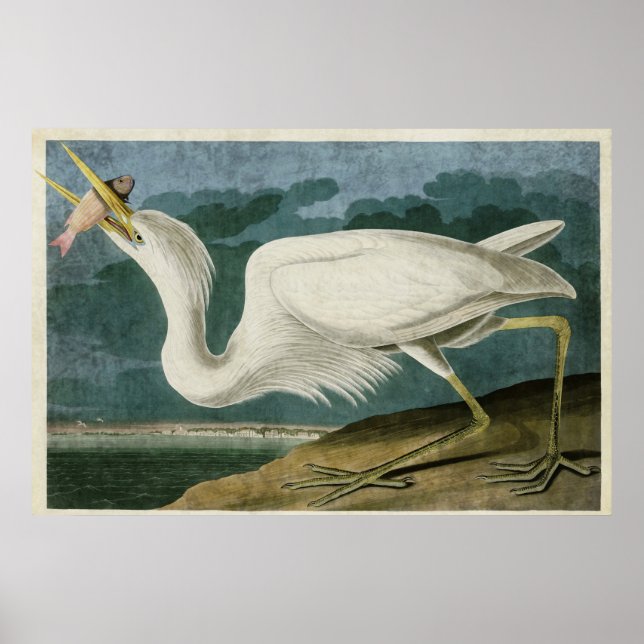 Póster Placa 281 | Excelente White Heron | Aves da Améric (Frente)