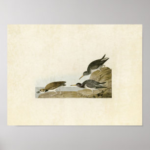 Póster Placa 284 Sandpiper púrpura Aves da América