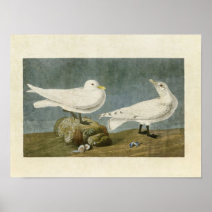 Póster Placa 287 Ivory Gull Aves da América