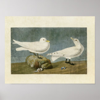 Póster Placa 287 | Ivory Gull | Aves da América