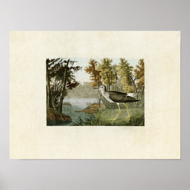 Poster Placa 288 | Shank amarelo | Aves da América (Frente)