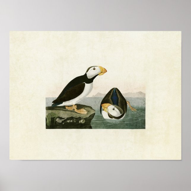 Poster Placa 293 | Puffin de grande capacidade | Aves da  (Frente)