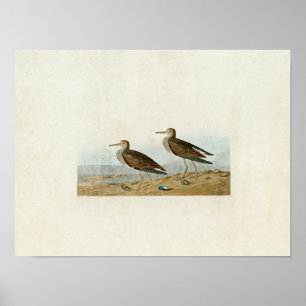 Poster Placa 294 Pectoral Sandpiper Aves da América