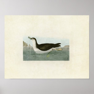 Póster Placa 295   Manx Shearwater   Aves da América