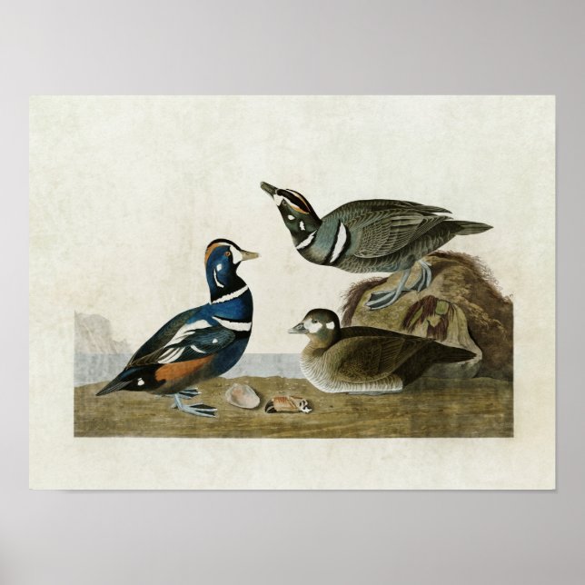 Póster Placa 297 | Harlequin Duck | Aves da América (Frente)