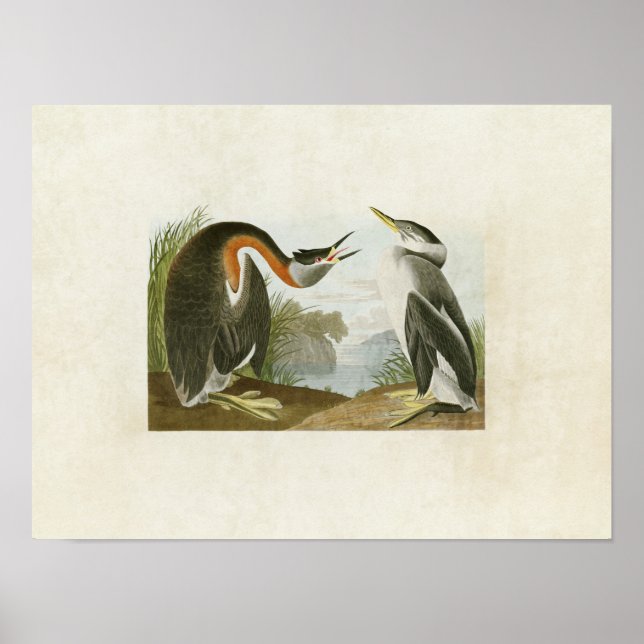 Póster Placa 298 | Cubo-do-pescoço-vermelho | Aves da Amé (Frente)