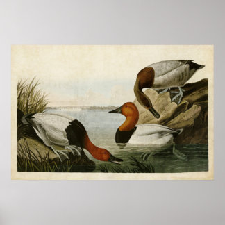 Poster Placa 301 | Pato partido na Canvas | Aves da Améri