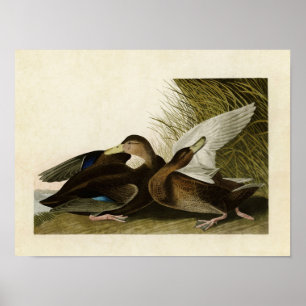 Póster Placa 302 Dusky Duck Aves da América