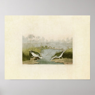 Póster Placa 310 | Sapafone | Aves da América