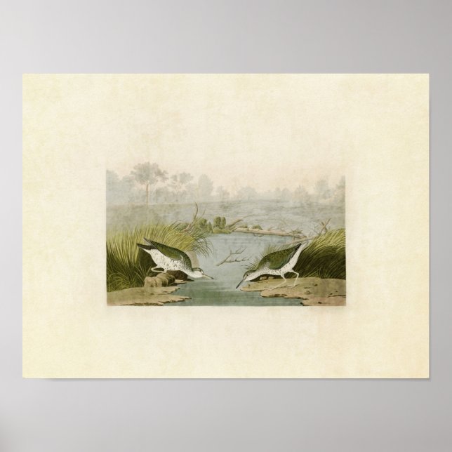 Póster Placa 310 | Sapafone | Aves da América (Frente)