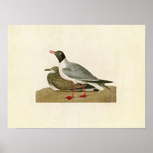 Póster Placa 314 | Gaivota de cabeça negra | Aves da Amér (Frente)
