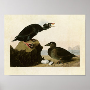 Poster Placa 317   Pato preto ou Surf   Aves da América