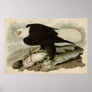 Póster Placa 31 Águia branca Aves da América