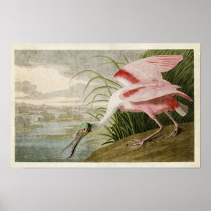 Póster Placa 321   Roseate Spoonbill   Aves da América