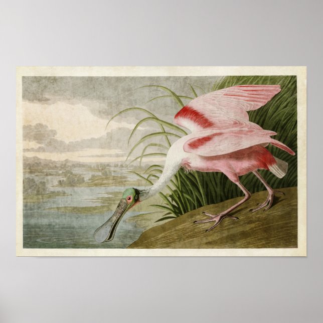 Póster Placa 321 | Roseate Spoonbill | Aves da América (Frente)