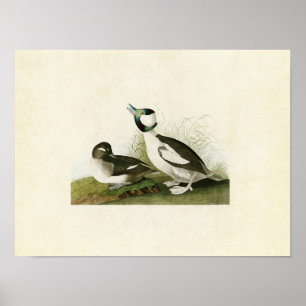 Poster Placa 325 Cabeça de Bufflehead Aves da América