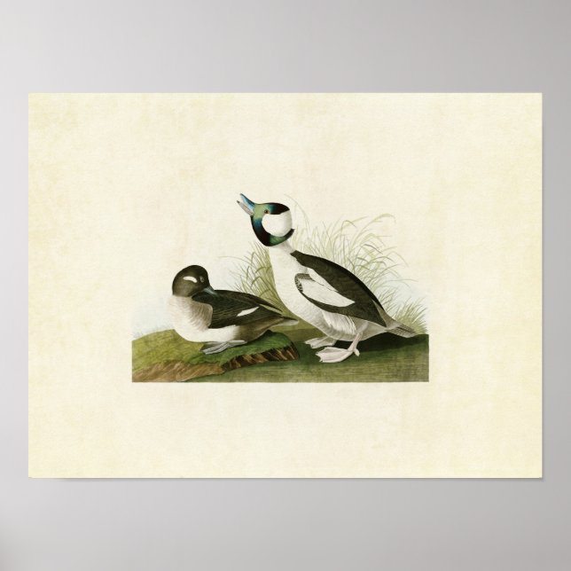 Poster Placa 325 | Cabeça de Bufflehead | Aves da América (Frente)