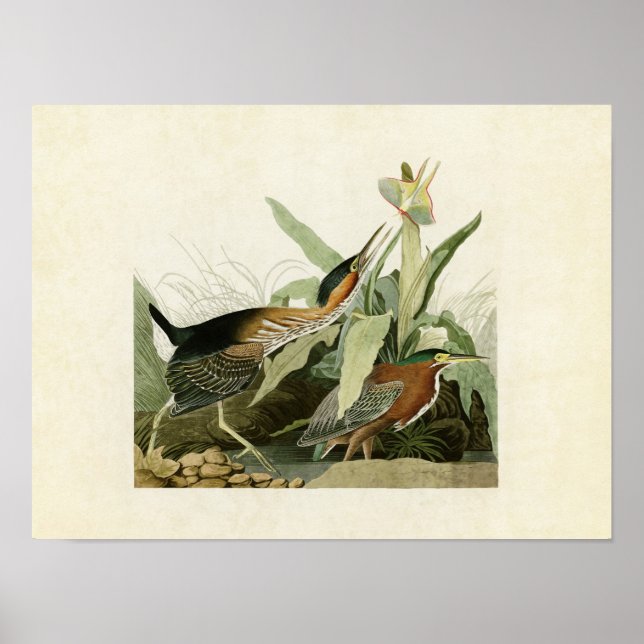 Póster Placa 333 | Green Heron | Aves da América (Frente)