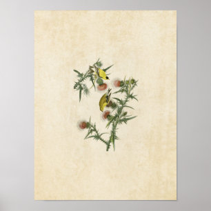Póster Placa 33   American Goldfinch   Aves da América
