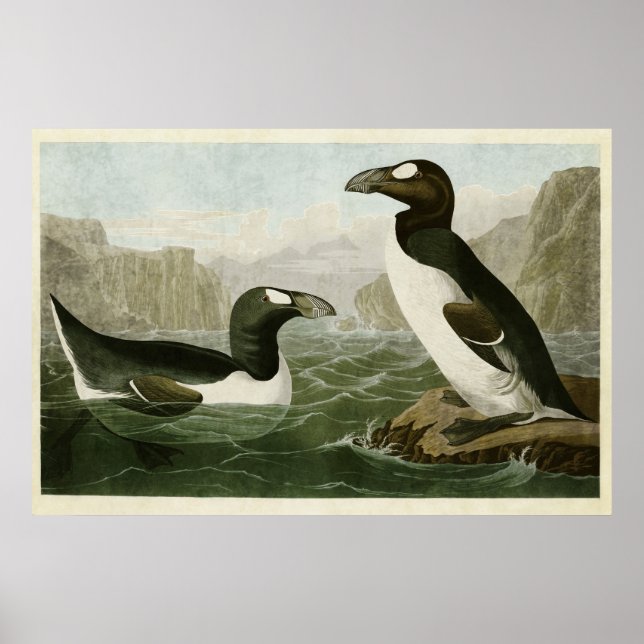 Póster Placa 341 | Auk Excelente | Aves da América (Frente)