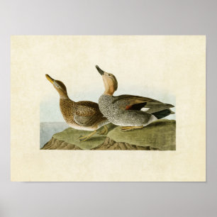 Poster Placa 348   Gadwall Duck   Aves da América