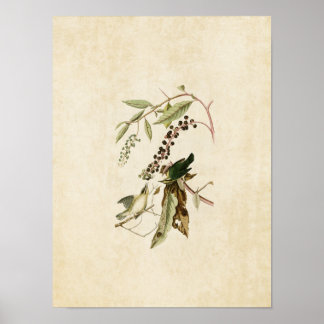 Póster Placa 34 | Varfarina | Aves da América