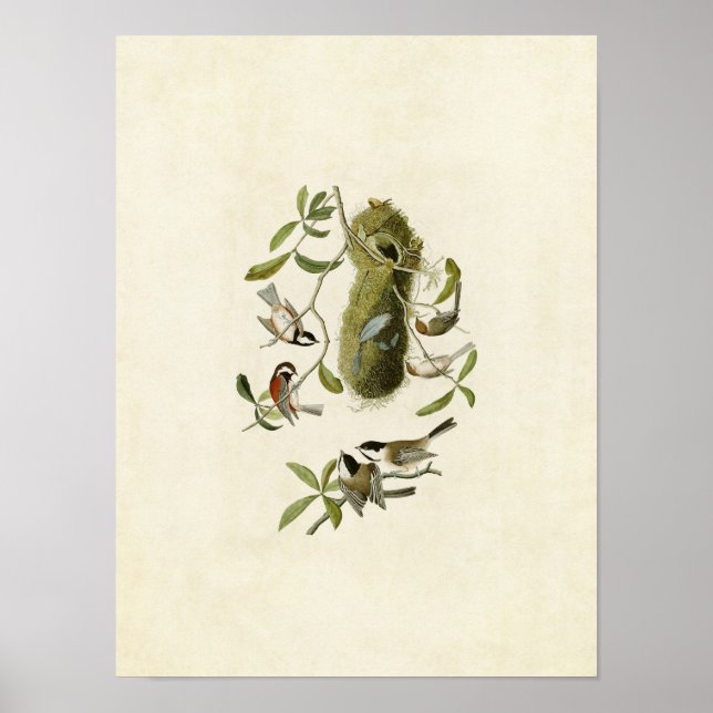 Póster Placa 353 | Rato de castanha (Frente)