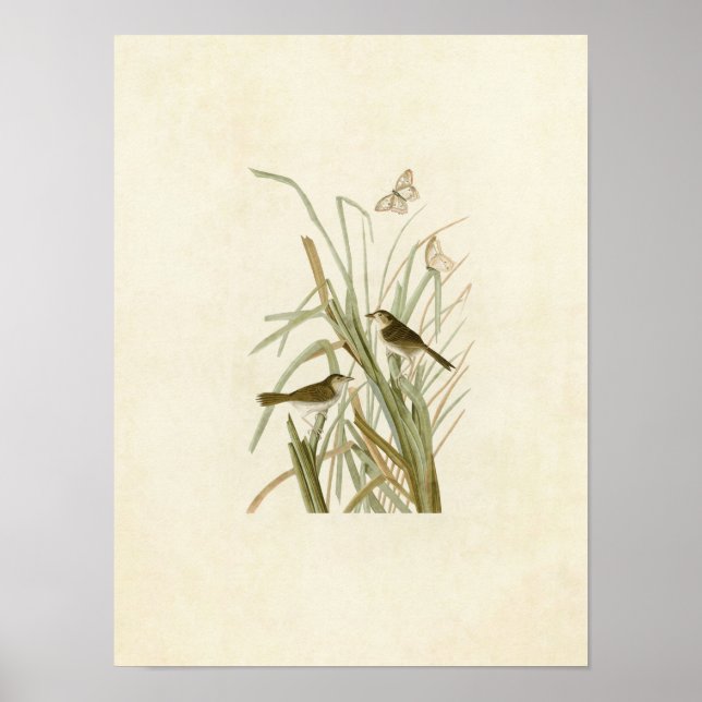 Póster Placa 355 | Finch de MacGillivray (Frente)