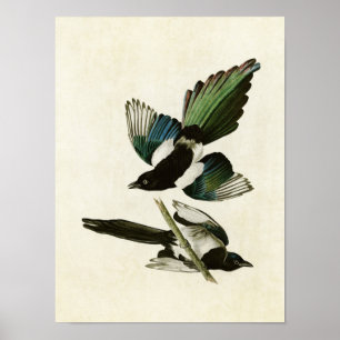 Póster Placa 357 Magpie Americano Aves da América