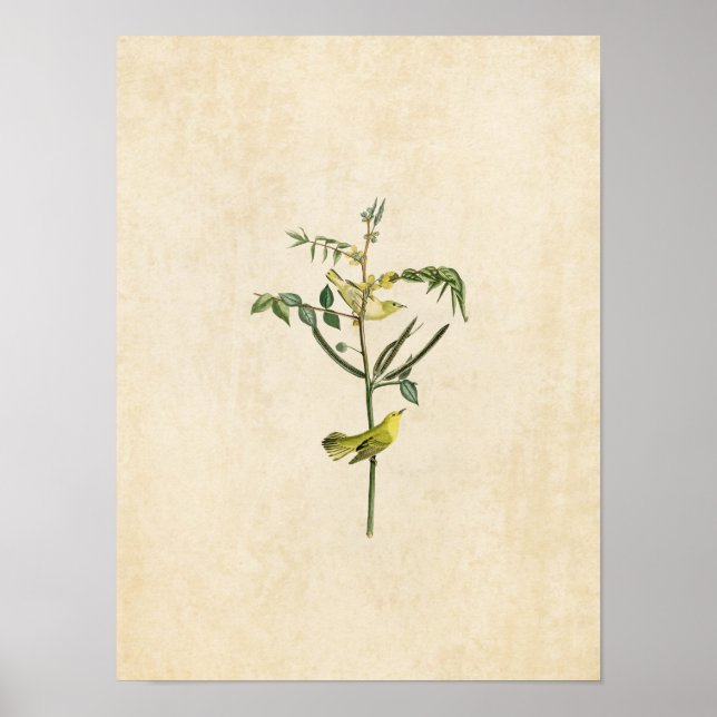 Póster Placa 35 | Crianças-Warbler | Aves da América (Frente)