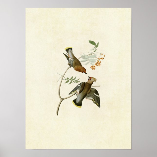 Poster Placa 363 | Bohemian Chatterer | Aves da América (Frente)