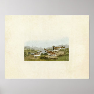 Poster Placa 365 | Lapland Longspur | Aves da América