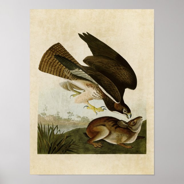 Póster Placa 372 | Buzzard comum | Aves da América (Frente)