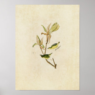 Póster Placa 38 | Kentucky Warbler | Aves da América