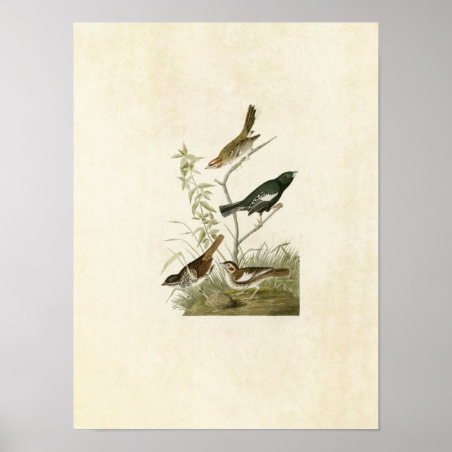 Poster Placa 390 | Lark Finch, Prairie Finch & Sparrow (Frente)
