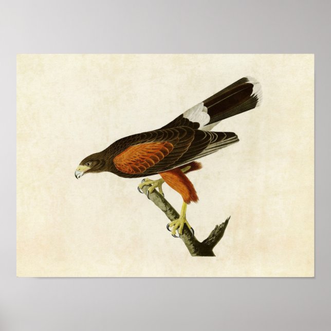 Poster Placa 392 | Louisiana Hawk | Aves da América (Frente)