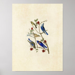Póster Placa 393 Townsend's Warbler & Bluebird