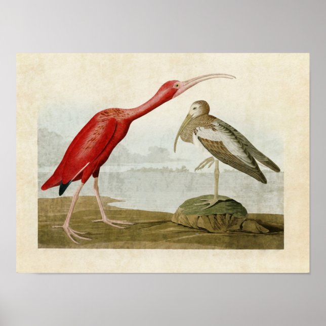 Póster Placa 397 | Escarlet Ibis | Aves da América (Frente)