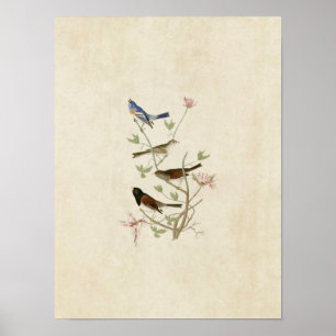 Poster Placa 398 Lázuli Finch & Oregon Snow Finch
